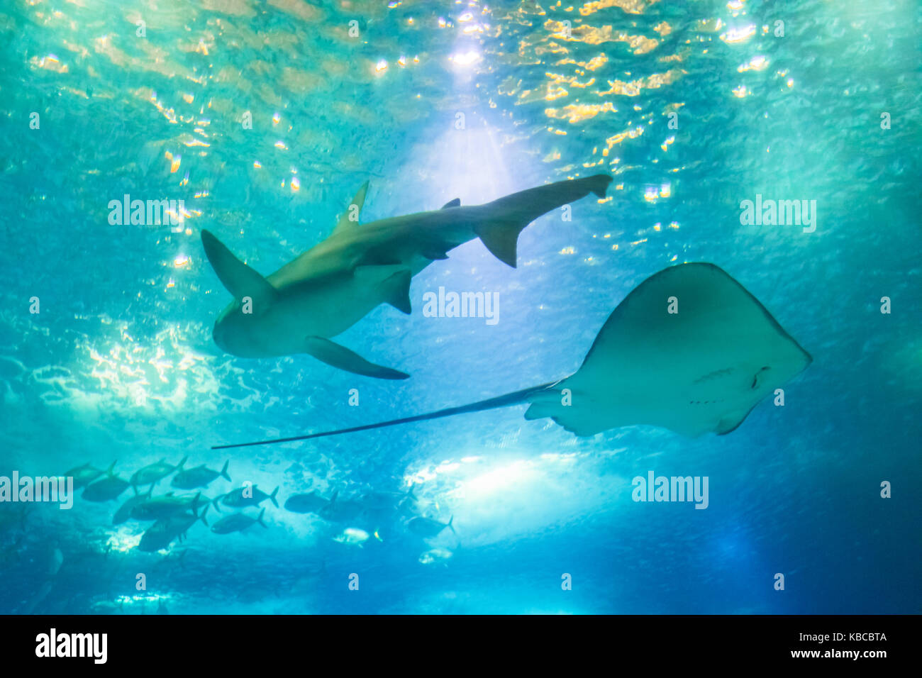 Sting Ray und Shark Stockfoto