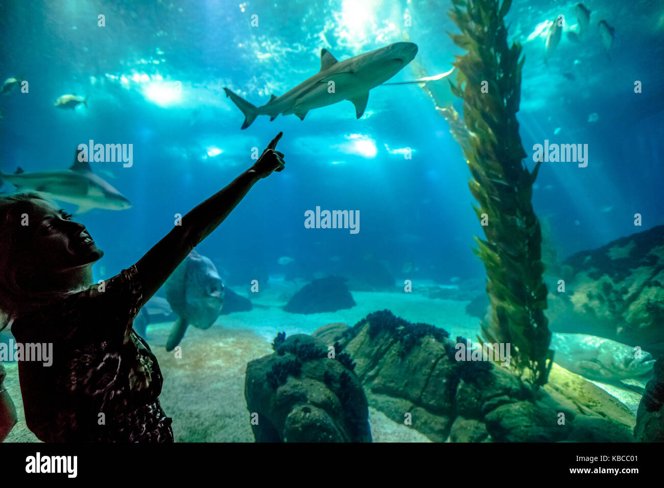Frau shark enjoyng Stockfoto