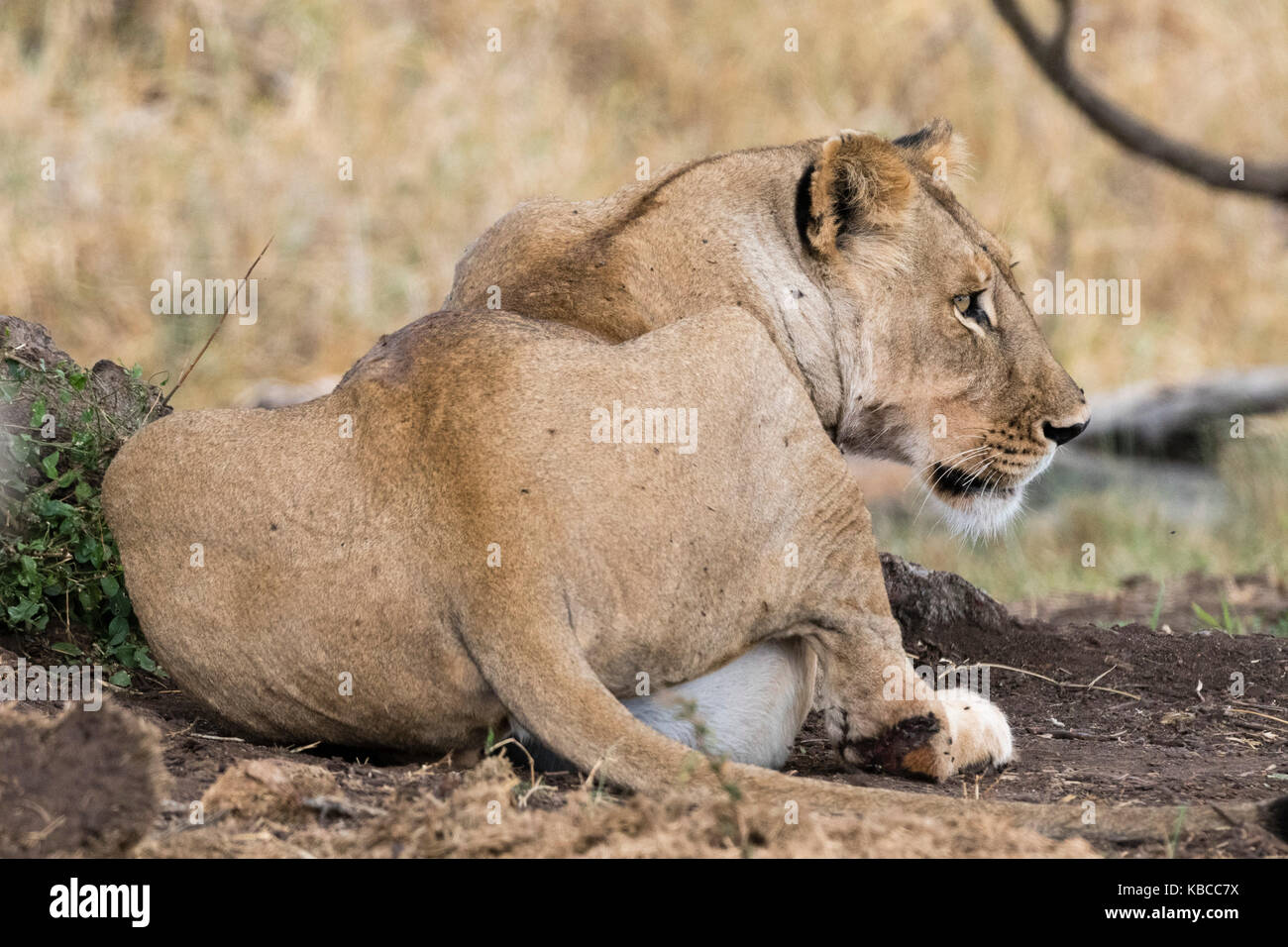 Eine Löwin (Panthera leo) mit vollem Magen nach der Fütterung, Tsavo, Kenia, Ostafrika, Südafrika Stockfoto