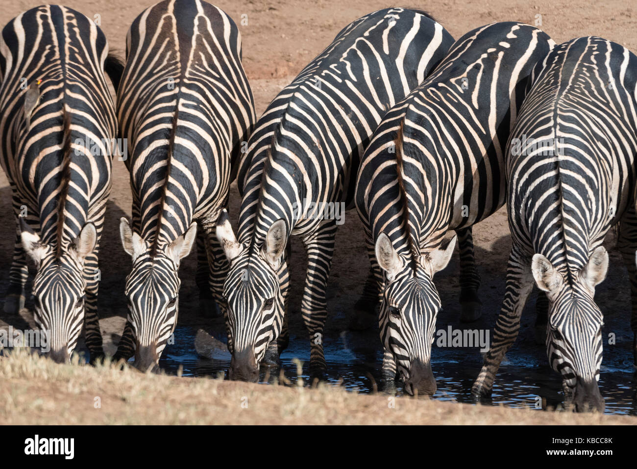 Gewöhnliche Zebras (Equus quagga) trinken an einem Wasserloch, Tsavo, Kenia, Ostafrika, Afrika Stockfoto