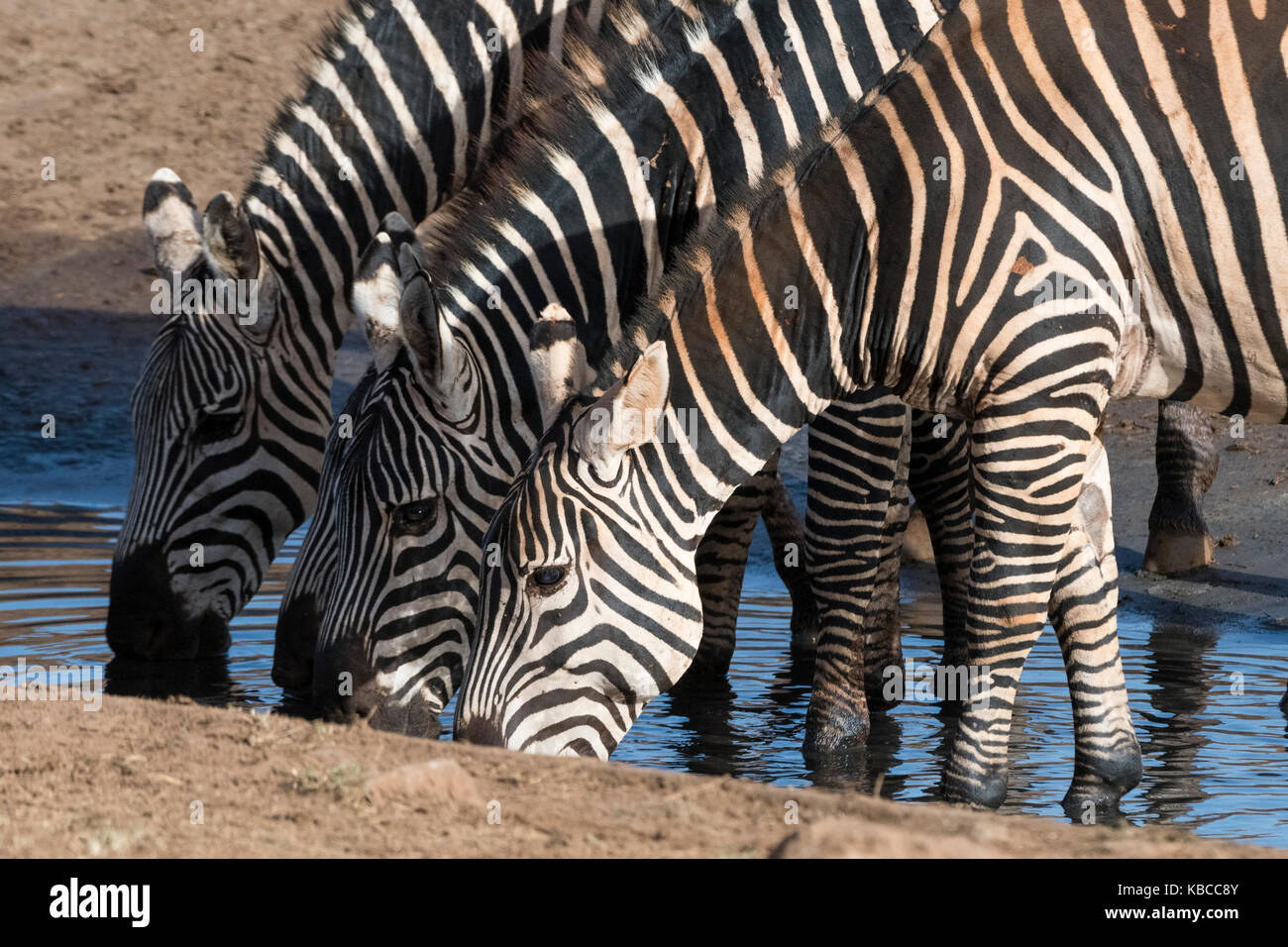 Gewöhnliche Zebras (Equus quagga) trinken an einem Wasserloch, Tsavo, Kenia, Ostafrika, Afrika Stockfoto