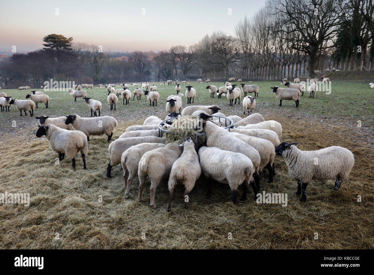 Bereich der Schafe auf der Weide Heu im Winter, Burwash, East Sussex, England, Vereinigtes Königreich, Europa Stockfoto