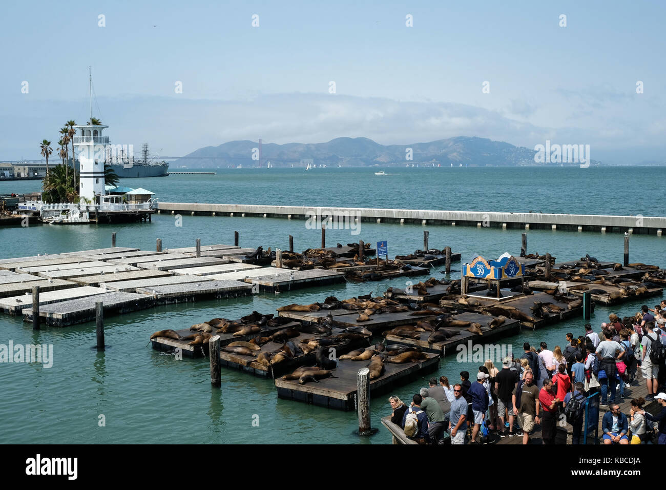 Touristen auf als die Seelöwen aalen sich in der Sonne am Pier 39 in San Francisco, Kalifornien, USA. Stockfoto