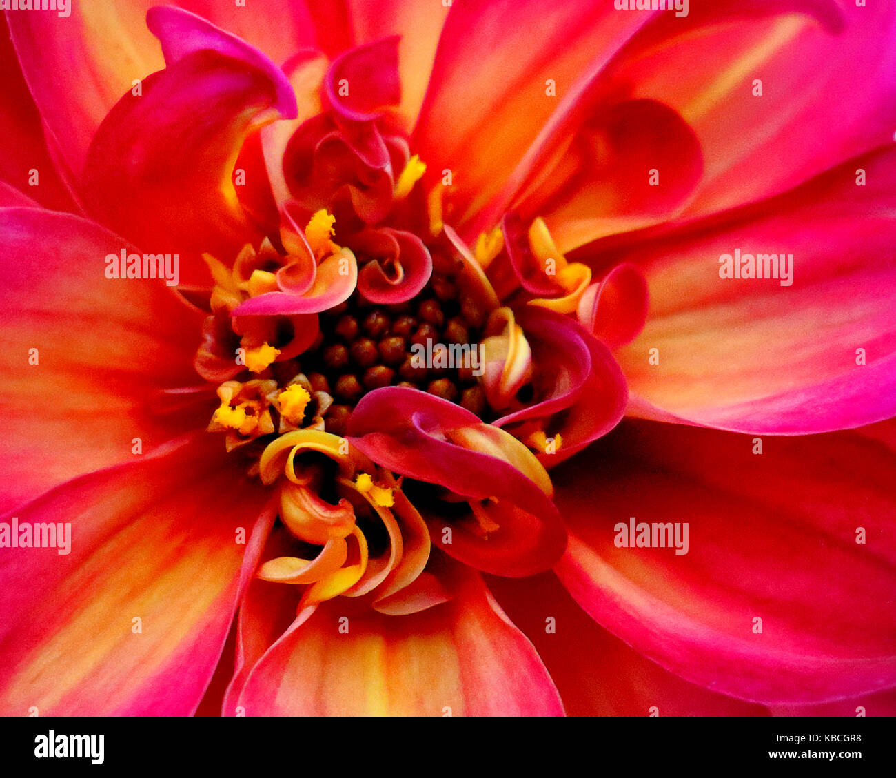 Rot, orange und Gelb curly rainbow Blütenblätter in Dahlie Stockfoto