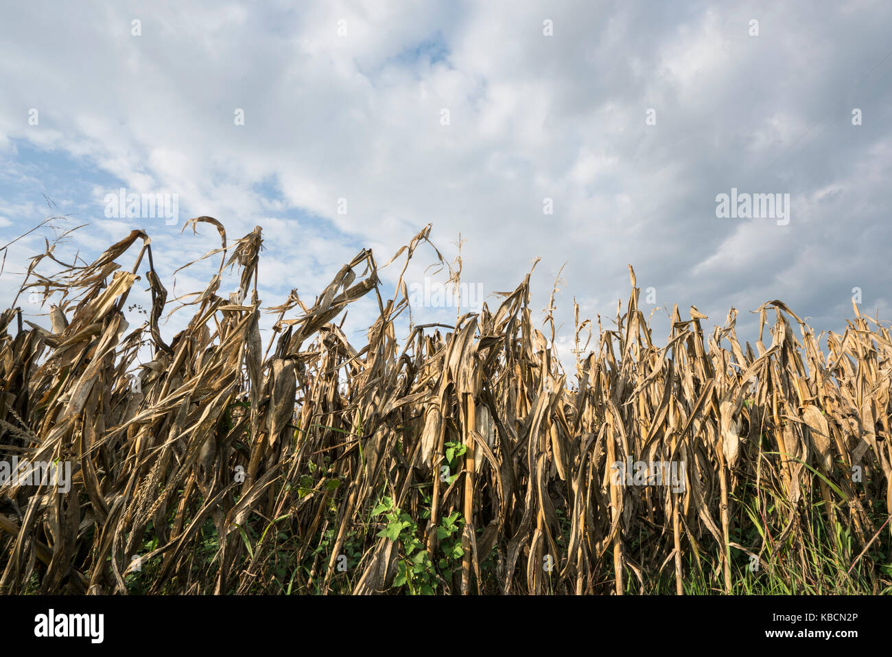 Feld mit reifen Mais im Herbst angebaut Stockfoto