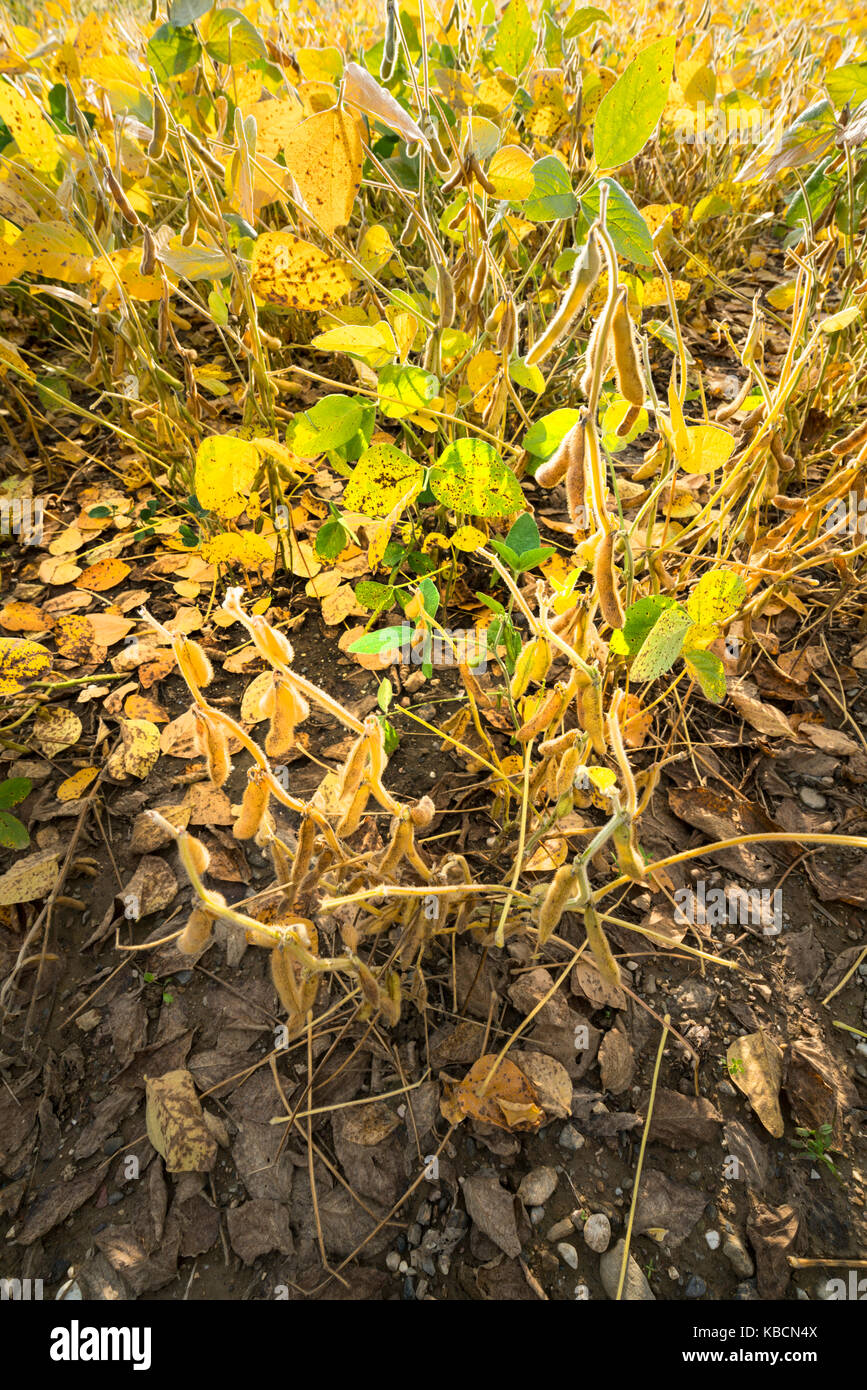 Feld mit reifen Sojabohnen im Herbst angebaut Stockfoto