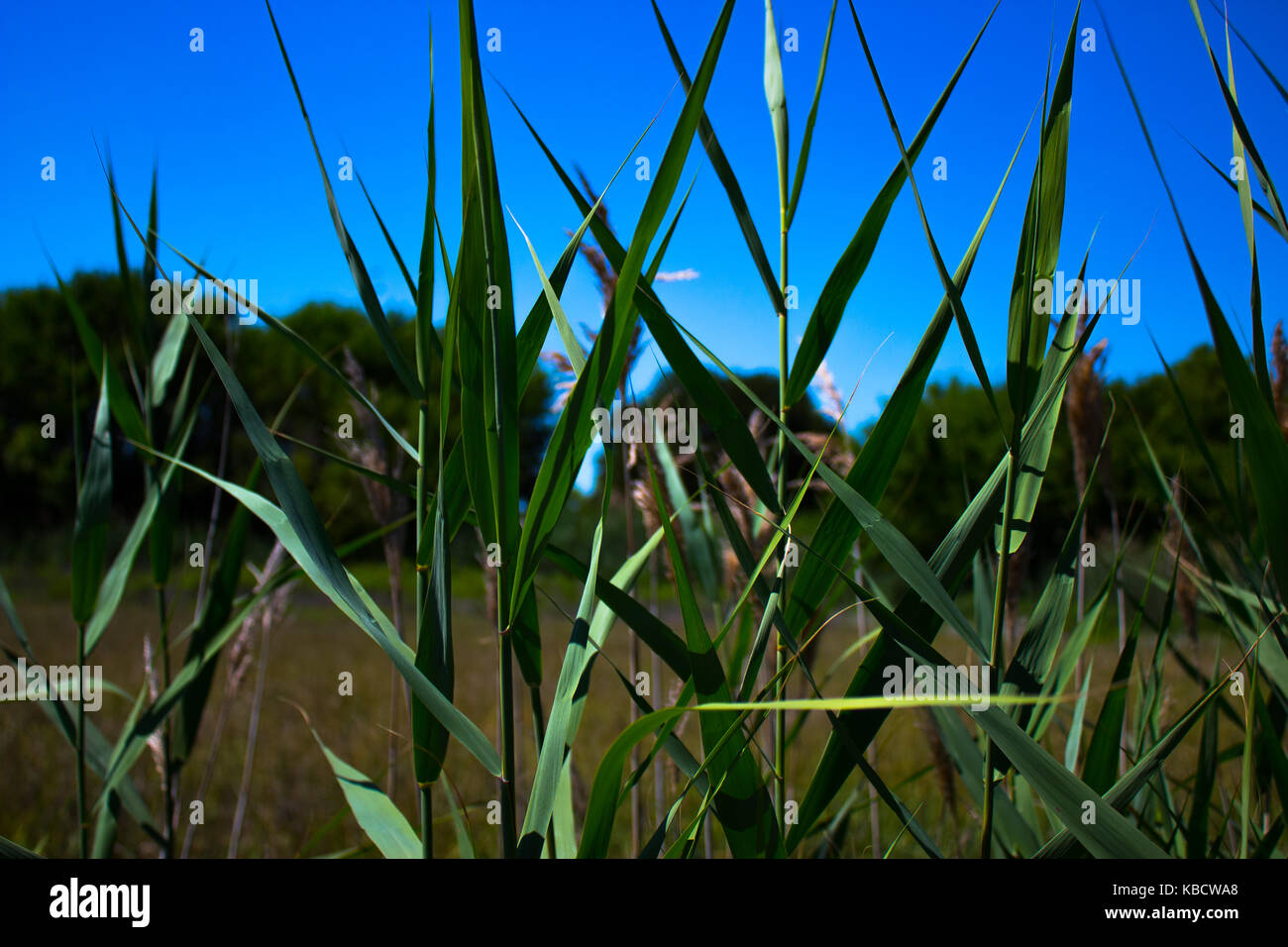 Gräser Stockfoto