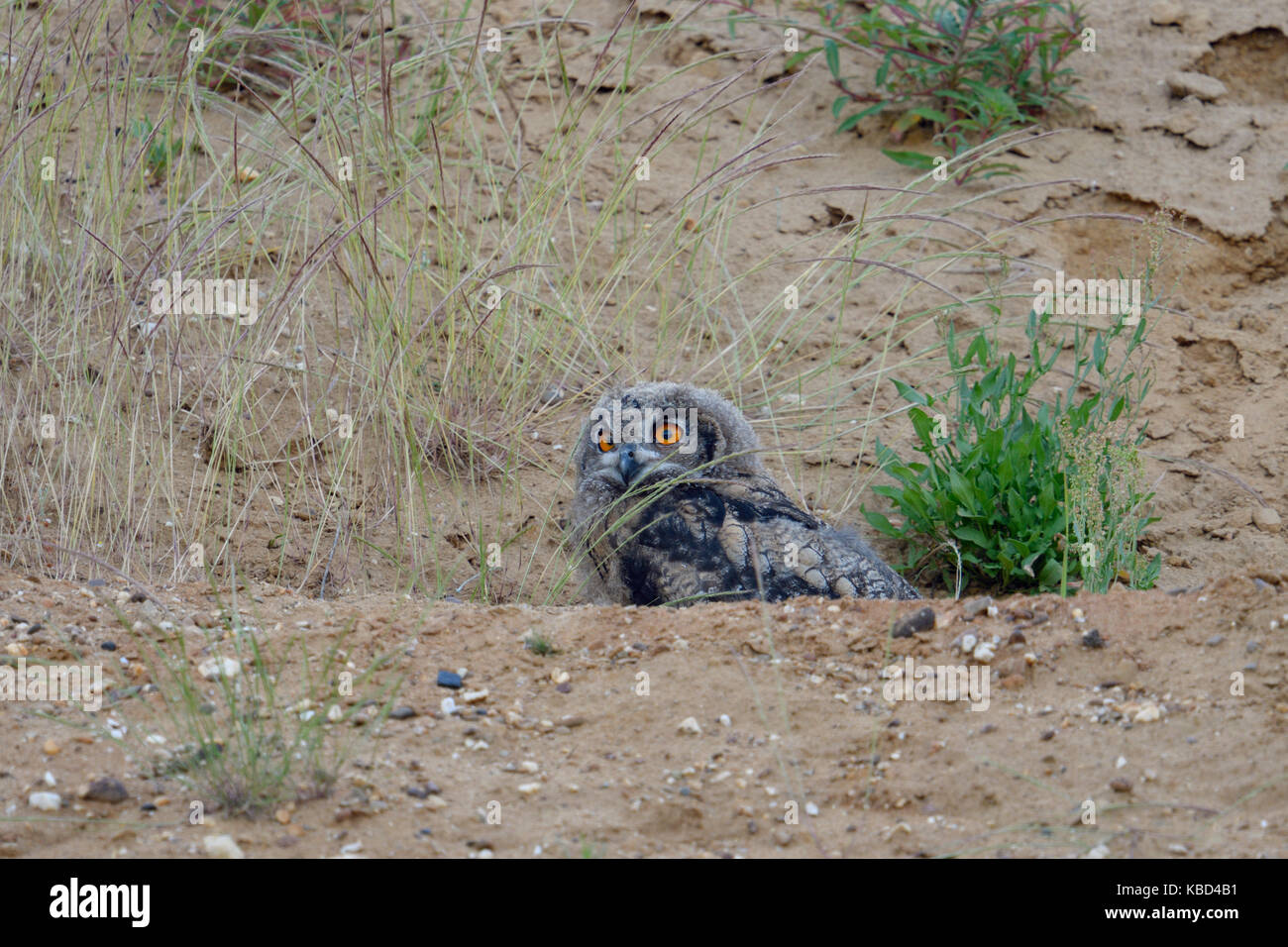 Uhu/Europäischer Uhu (Bubo bubo), junges Küken, Owlet versteckt in den Felsen von einem Sandkasten, Beobachten, Wildlife, Europa. Stockfoto