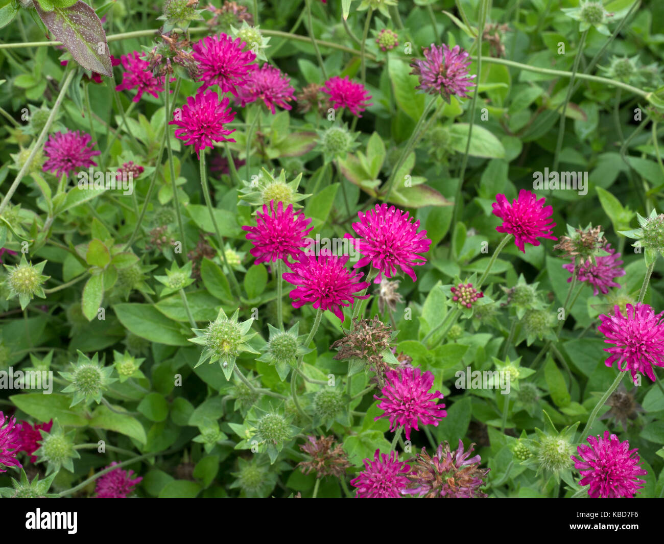 Knautia macedonica border Fotos und Bildmaterial in hoher Auflösung
