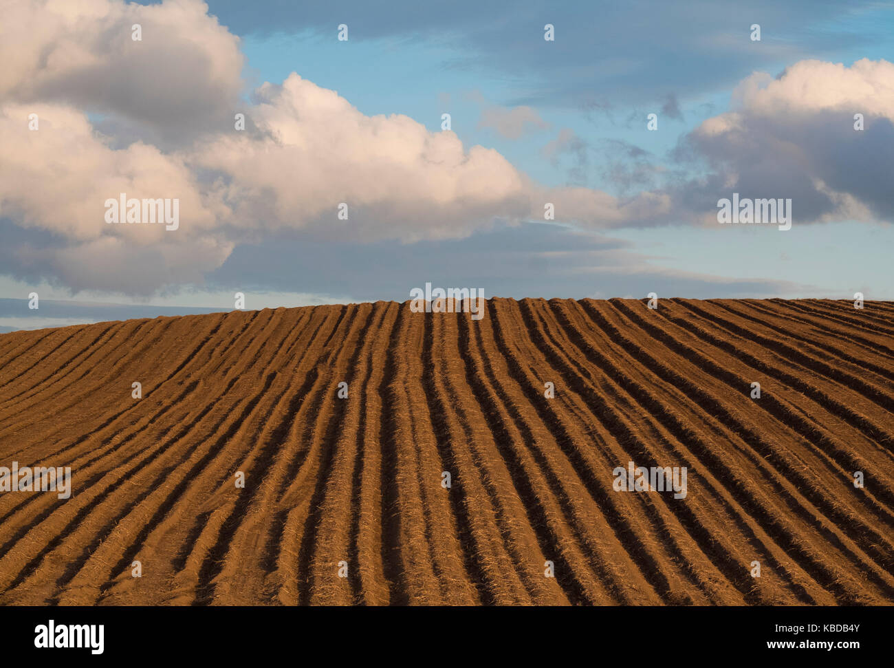 Furchen an den Furchen des Feldes in Shropshire, England, Großbritannien Stockfoto