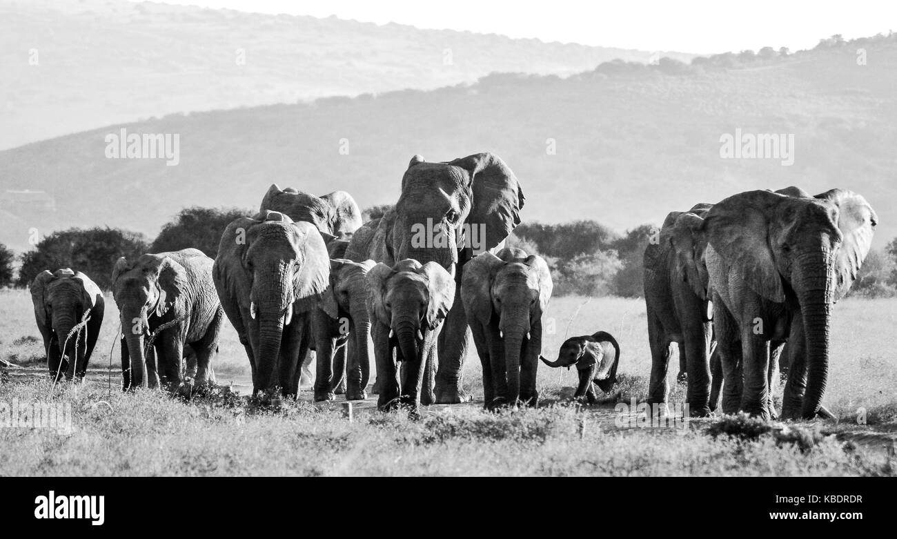 Elefantenherde marschiert in Schwarz und Weiß Stockfoto