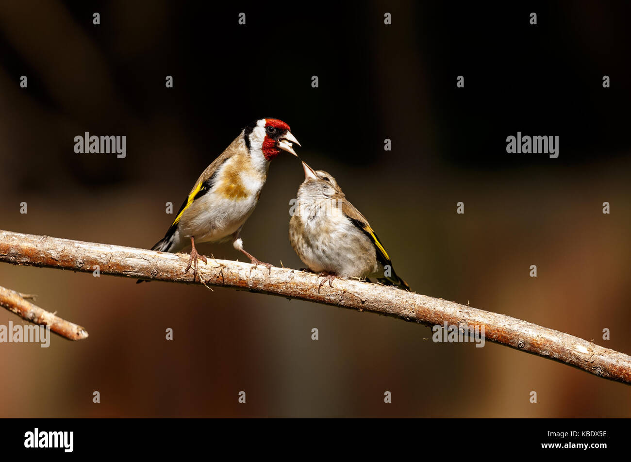 Eine europäische Goldfinch füttern ihre Jungen Stockfoto