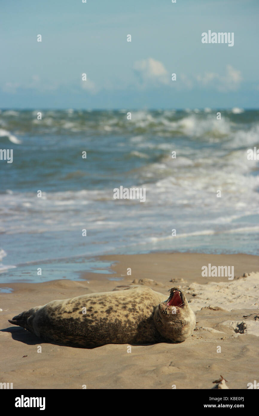 Dichtungen auf Grenen's Beach in Skagen Dänemark Stockfoto