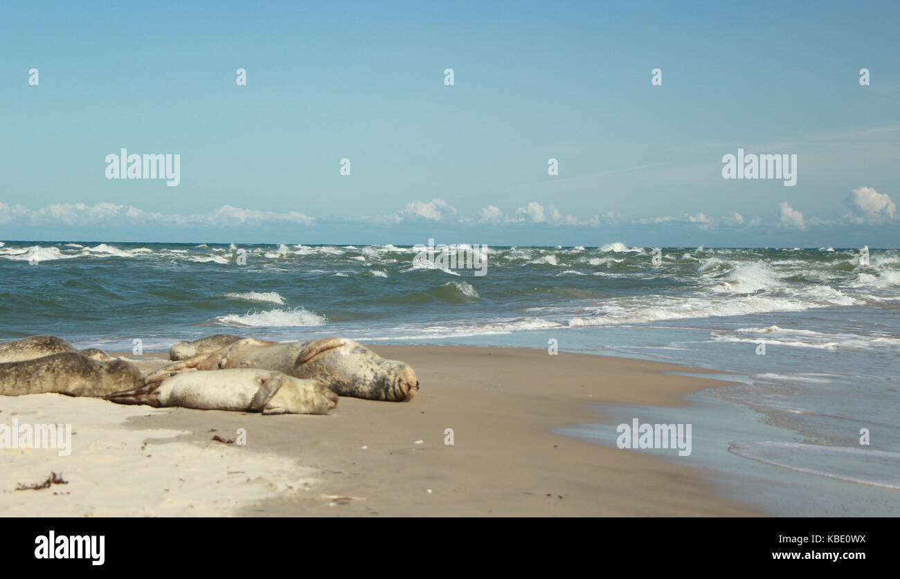 Dichtungen auf Grenen's Beach in Skagen Dänemark Stockfoto