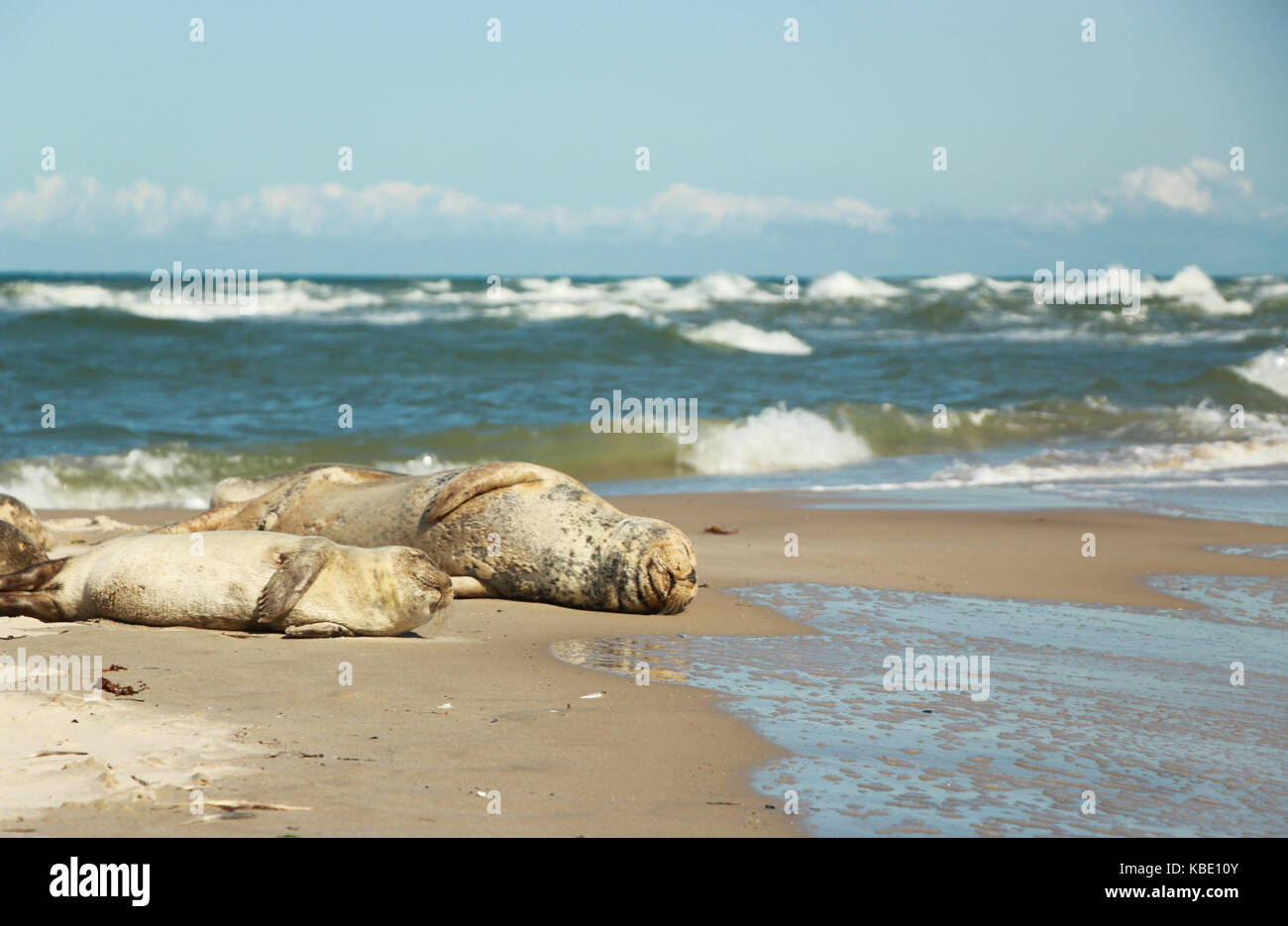 Dichtungen auf Grenen's Beach in Skagen Dänemark Stockfoto