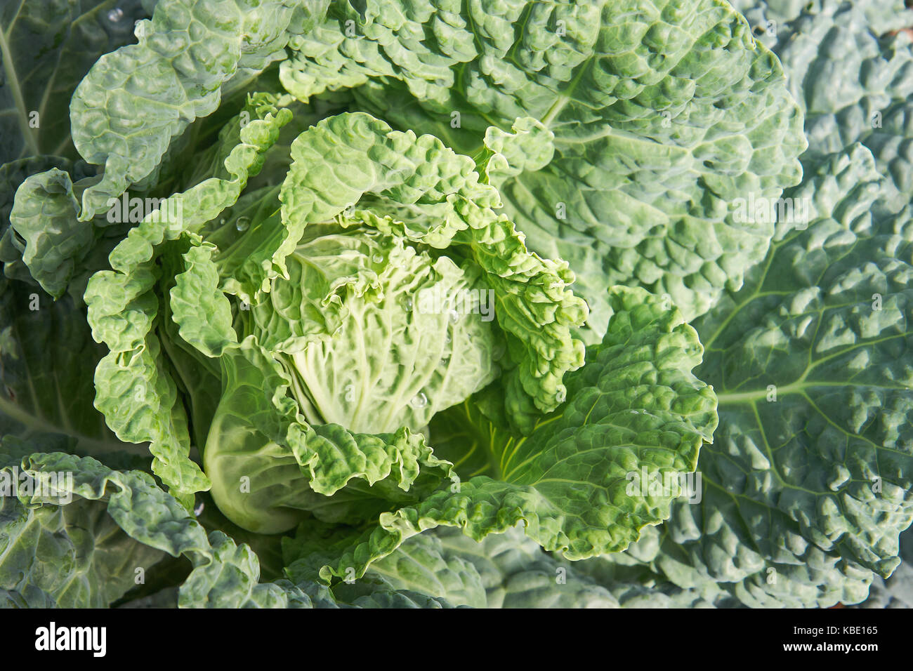 Frische rohe Grünkohl im Garten von oben erfasst. Stockfoto