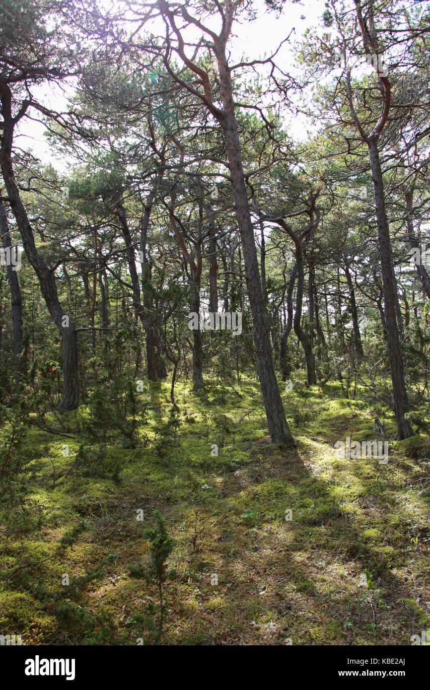 Wald in Farö Gotland Schweden Landschaften Stockfoto