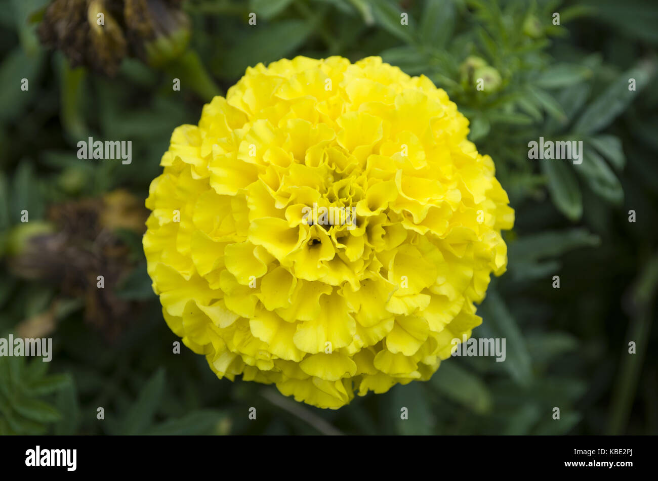 Gelbe ringelblume Blumen Tagetes erecta mexikanischen Ringelblume Ringelblume african Marigold tagetes Azteken Stockfoto