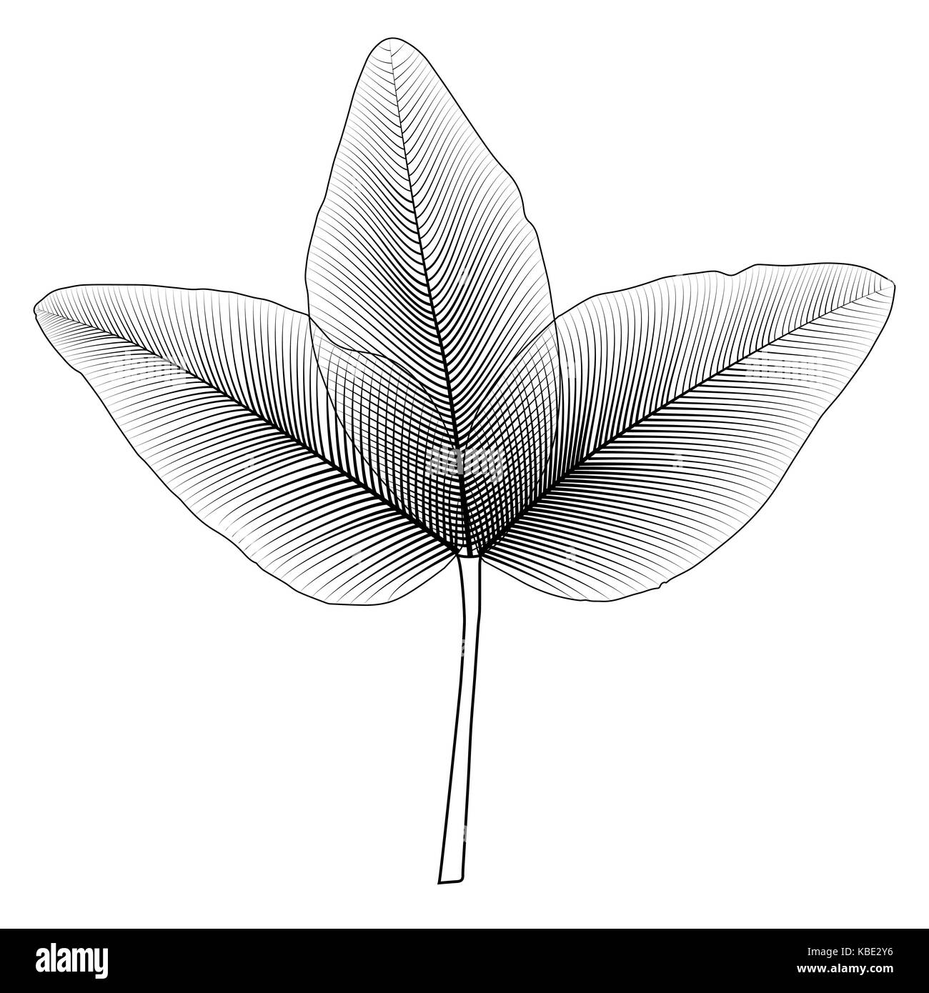 Naturalistische Herbst Blätter auf Weiß. Vector Illustration. Stock Vektor