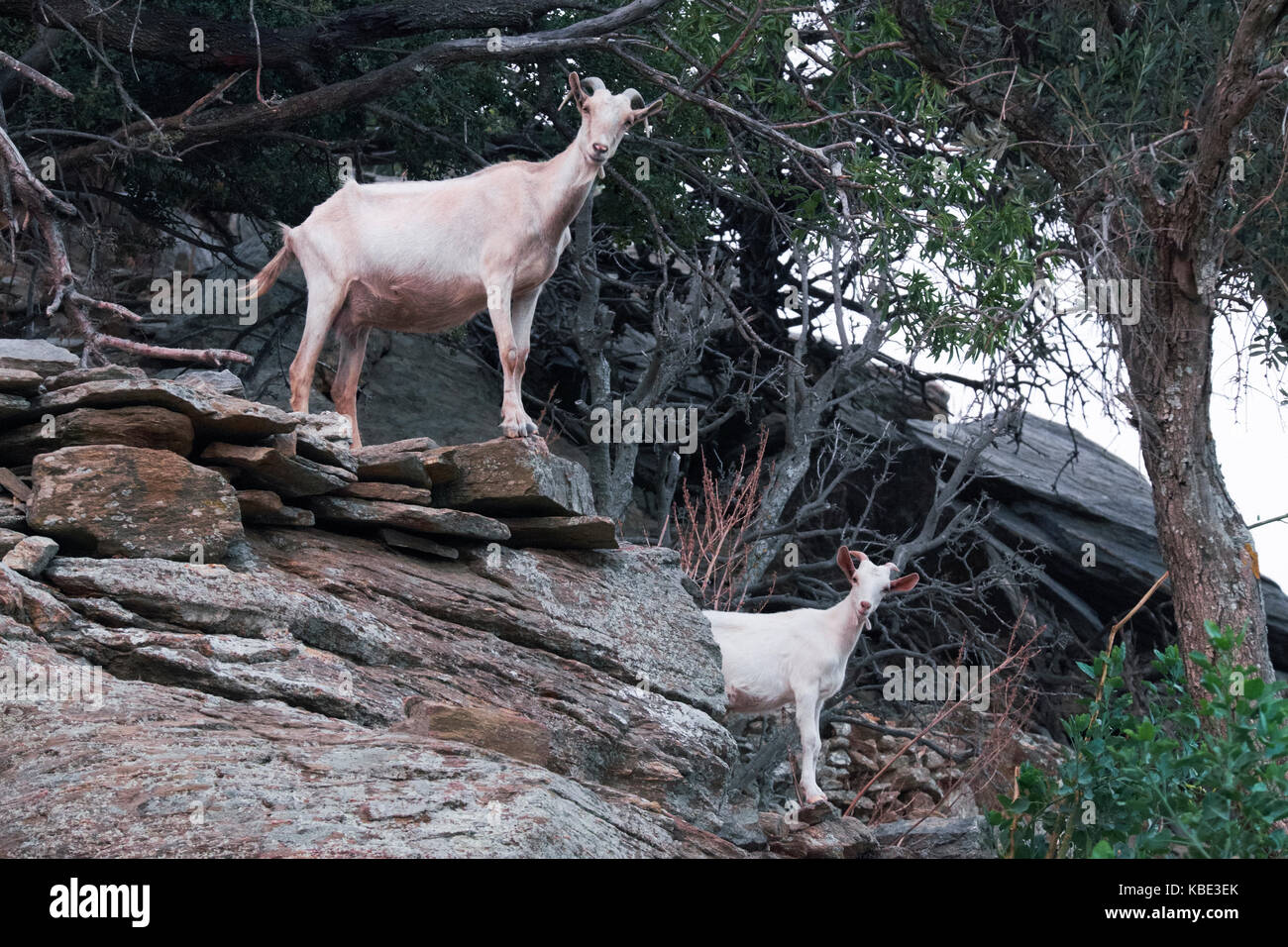 Wie ziegen -Fotos und -Bildmaterial in hoher Auflsung  Alamy