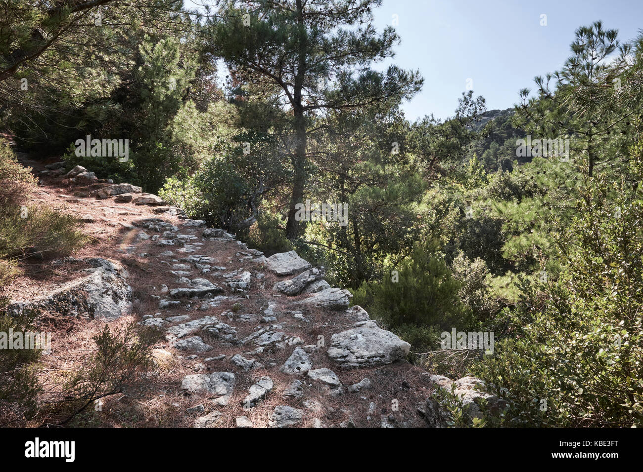 Weg durch den Wald in der Nähe von Frandato, Ikaria, Griechenland Stockfoto
