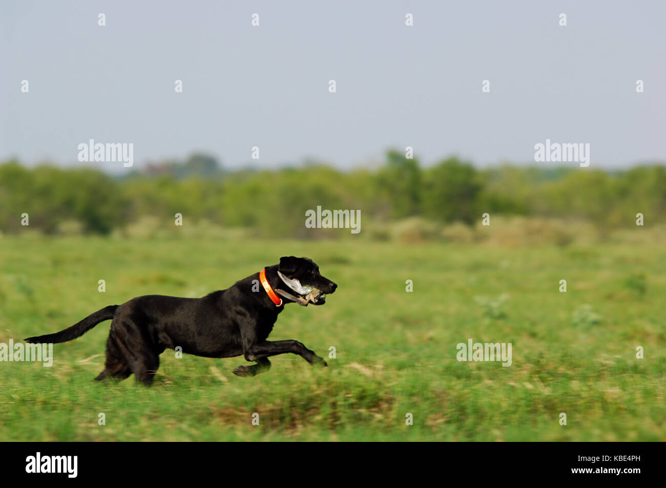 Ein schwarzer Labrador Retriever Hund Ruft eine Taube bei der Jagd in der Nähe von Hondo Texas Stockfoto