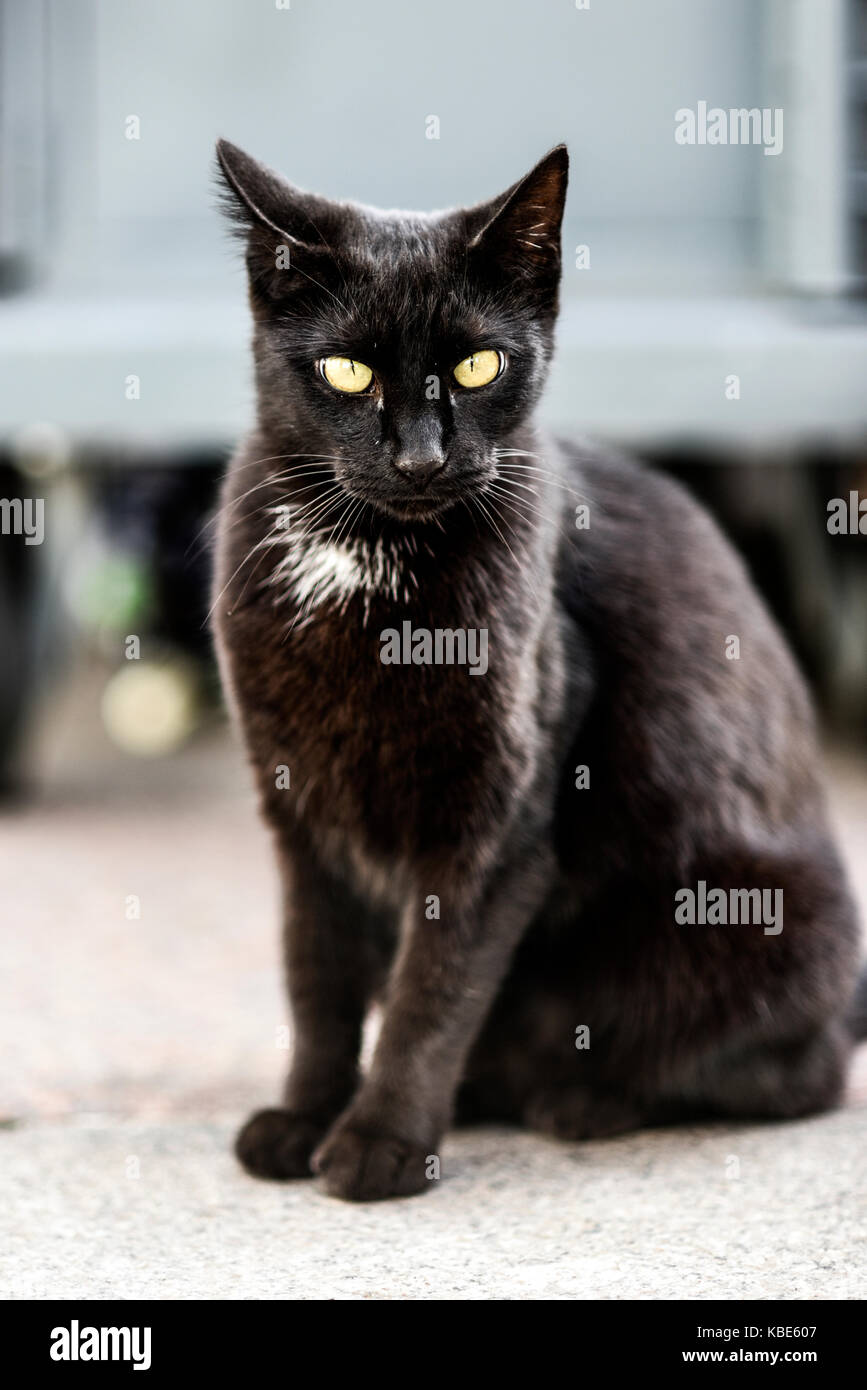 Junge schwarze Katze sitzt im Freien, süß und schön. Stockfoto