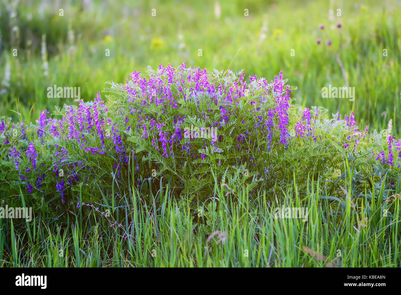 Blühende Vicia tenuifolia im grünen Gras Stockfoto