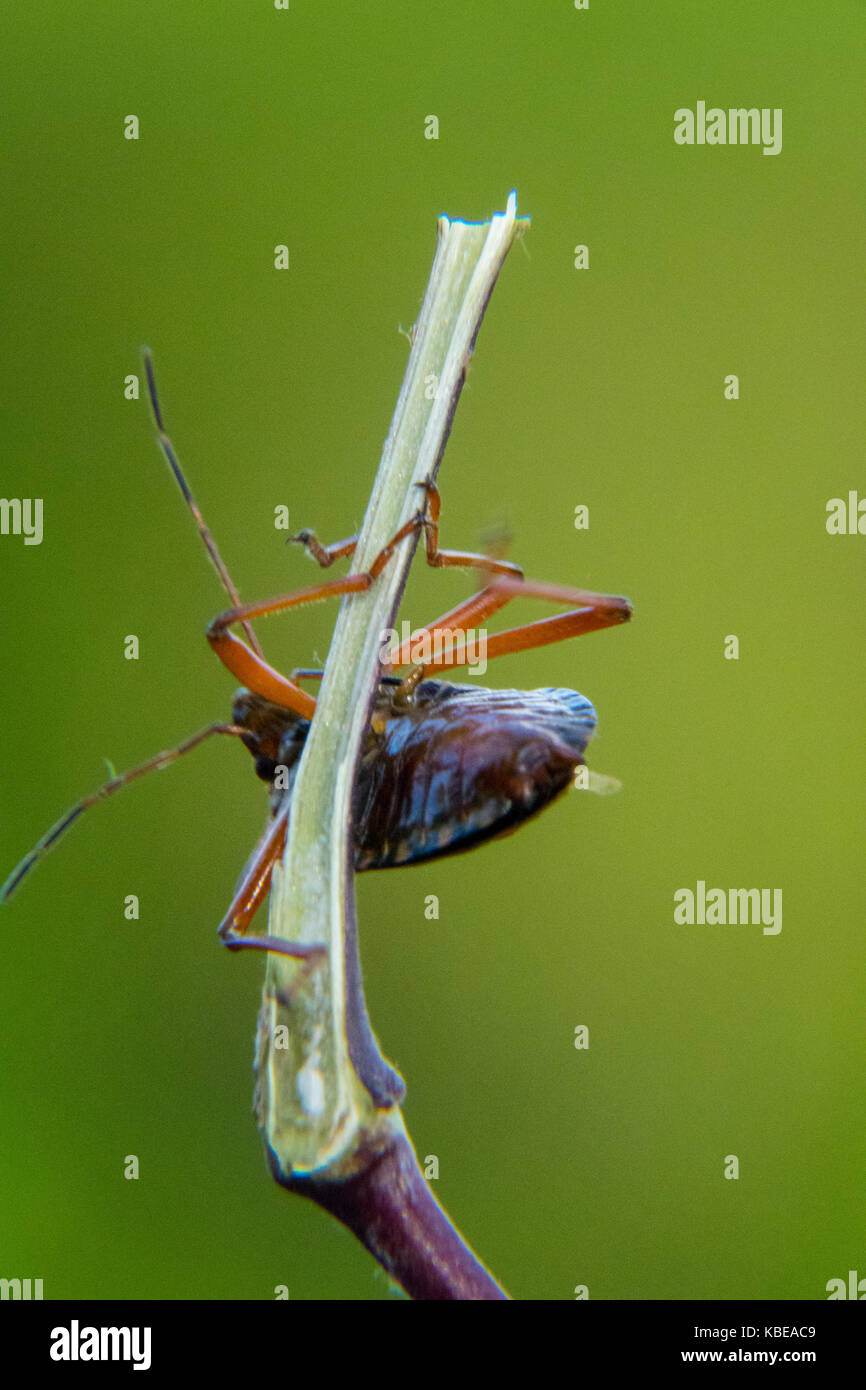 Red-legged shieldbug Nahaufnahme Stockfoto