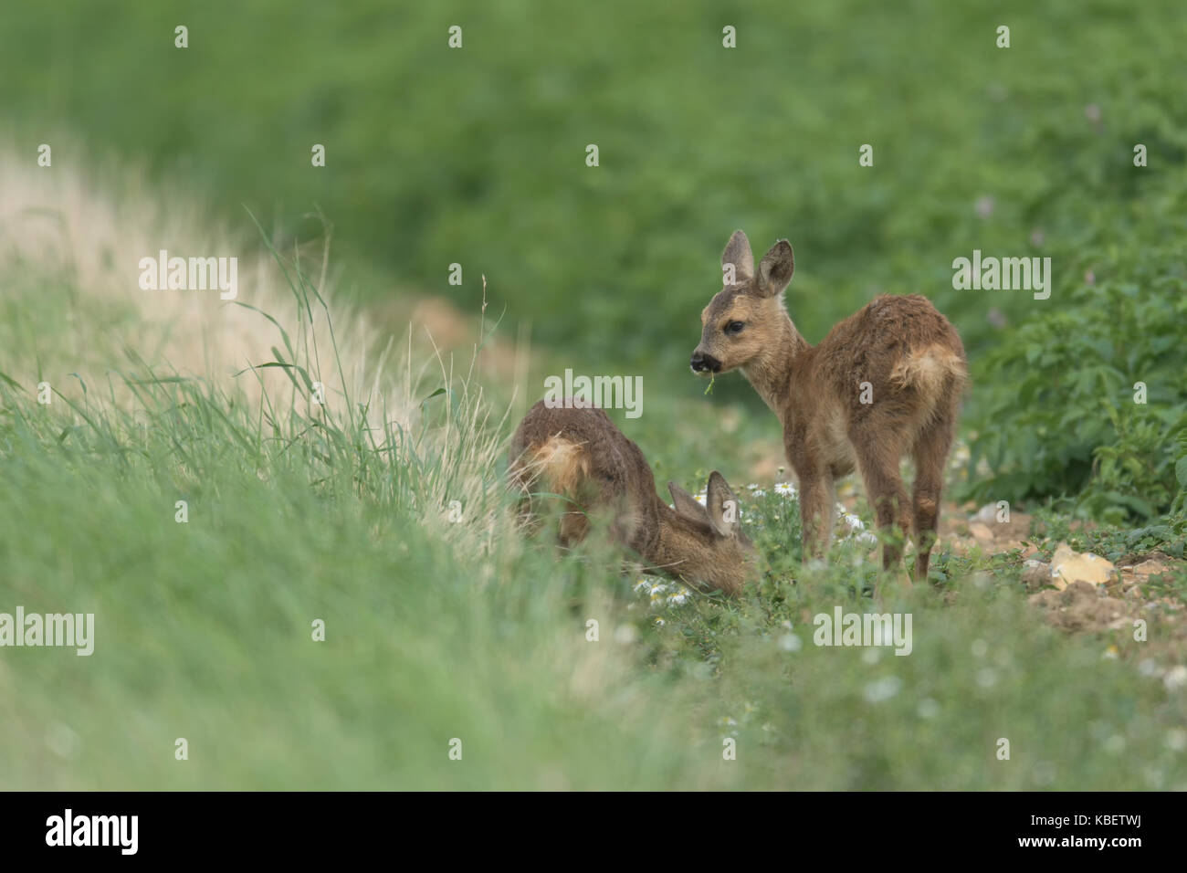 Zwei junge Rehe grasing am Rand von einem Kartoffelfeld in Norfolk. Stockfoto