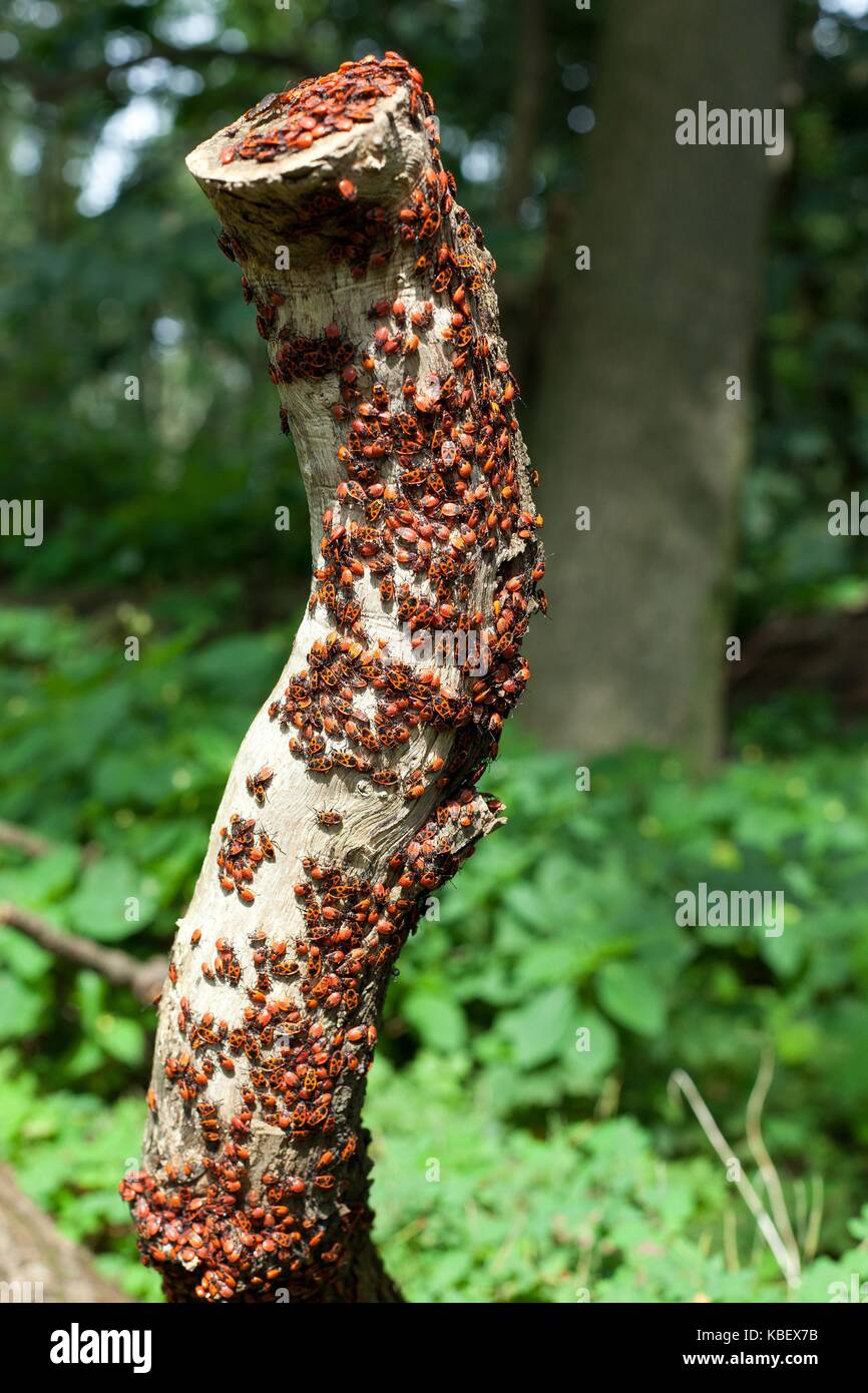 Große Bevölkerung der Feuer-farbigen Käfer (Pyrochroidae Familie) an einer Extremität | Verwendung weltweit Stockfoto