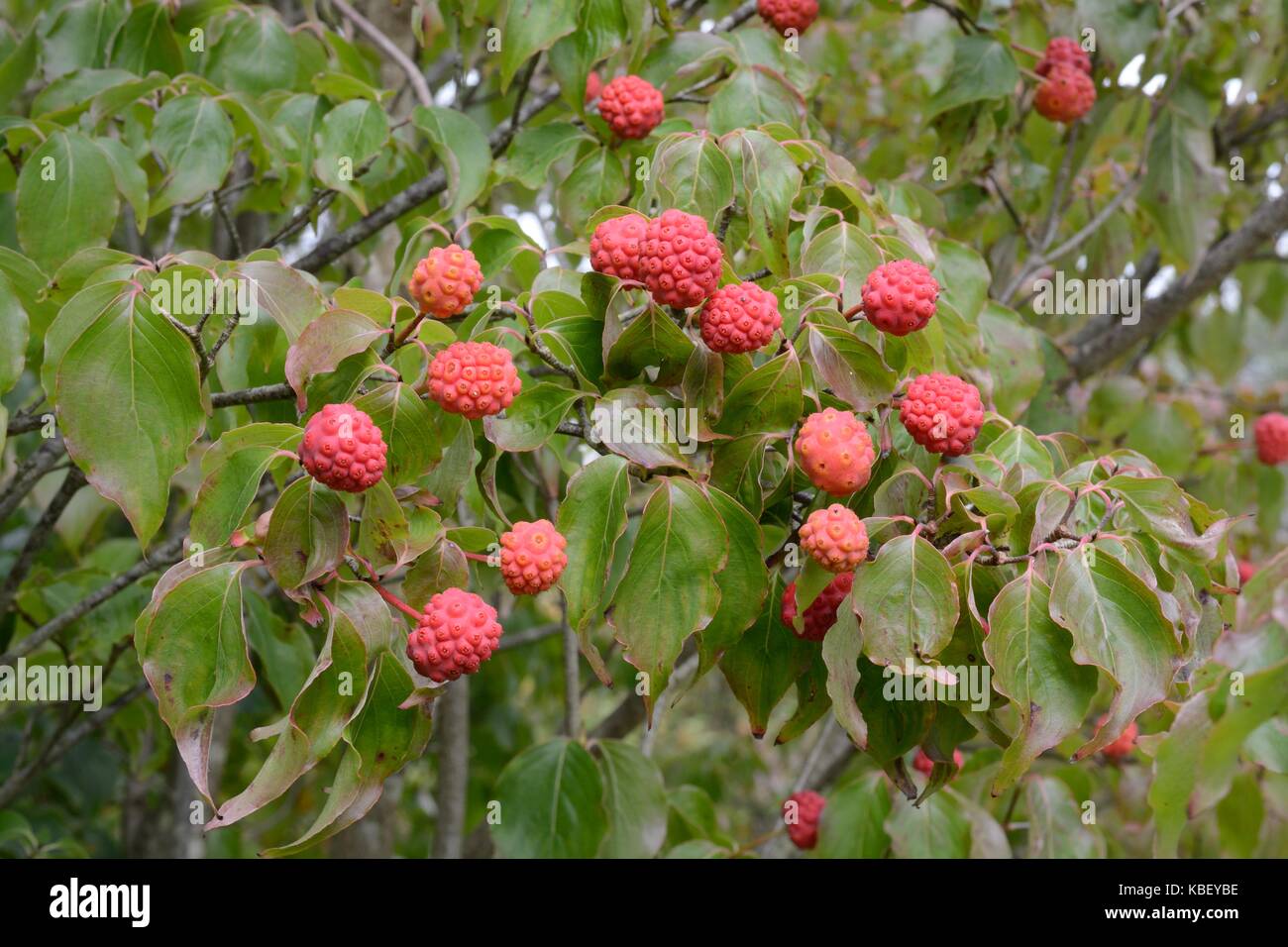 Cornus Kousa Chiinensis chinesischer Hartriegel Beeren Obst Stockfoto