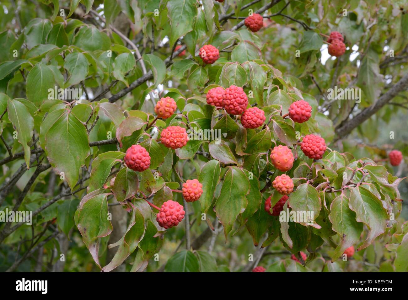 Hartriegel rote beeren Fotos und Bildmaterial in hoher Auflösung Alamy