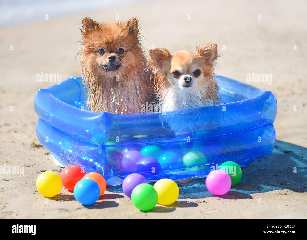 Spitze und Hunde vom Chihuahua Aufenthalt im Kunststoff Swimmingpool am Strand Stockfoto