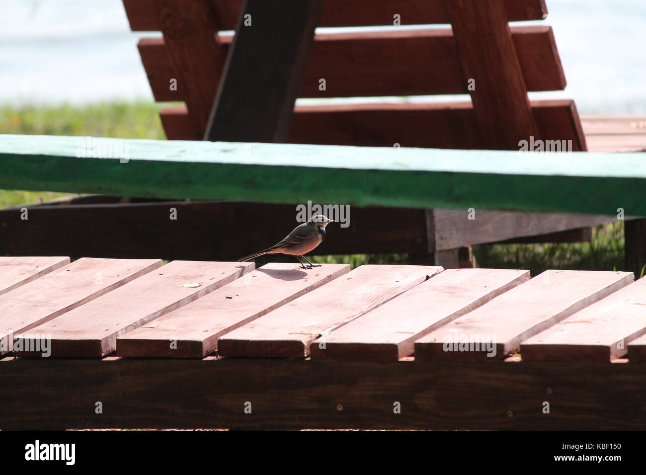 Wenig lebendigen Vogel auf sonnigen Sommer Strand Abschied Vorbereiten der Migration im Süden für den Winter Stockfoto