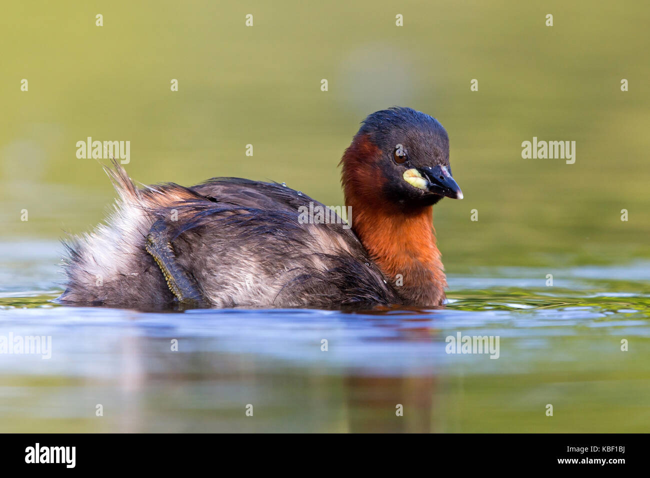 Midget Taucher, Podiceps Ruficollis, Zwergtaucher, Zwergtaucher Stockfoto