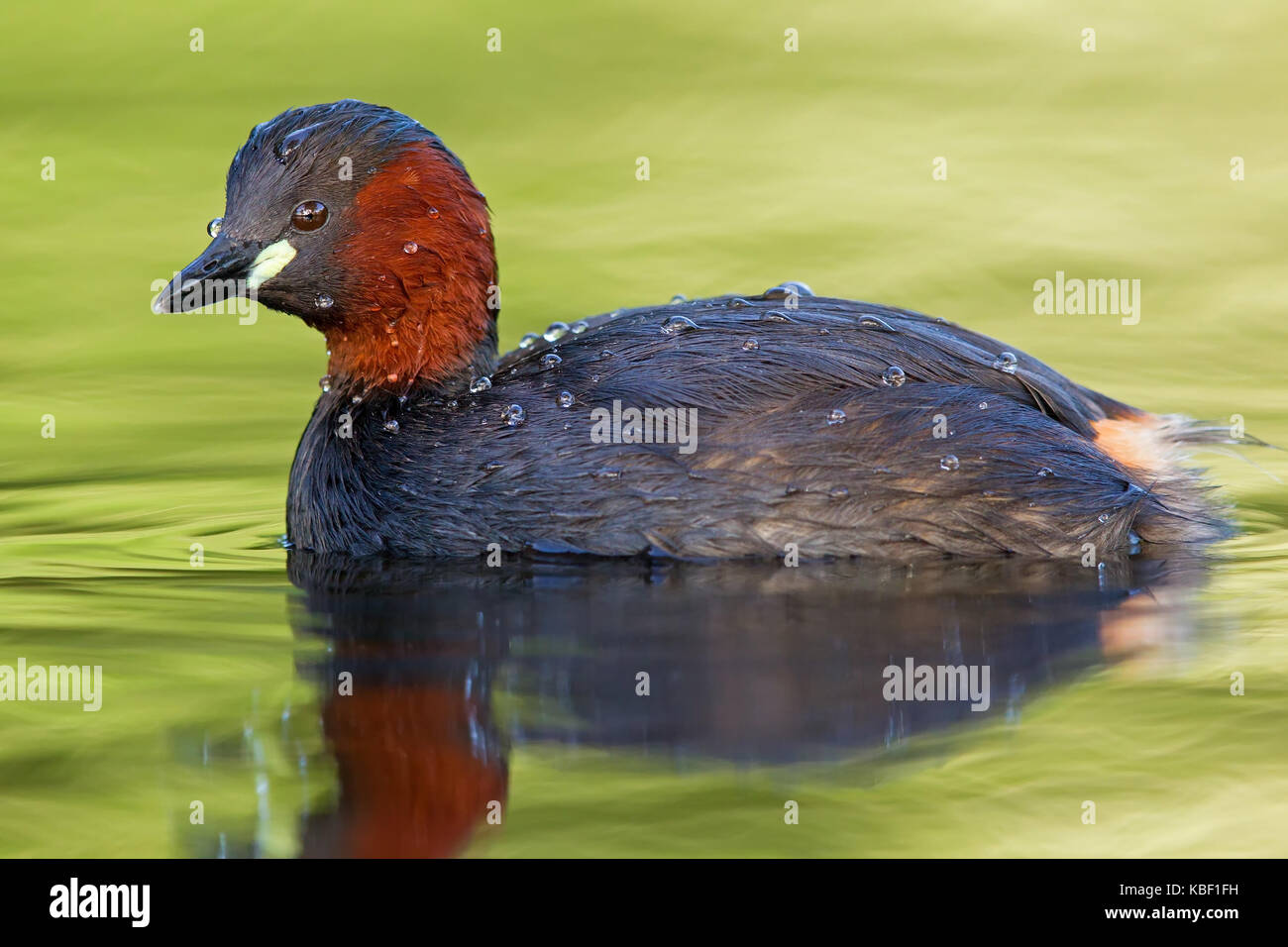 Midget Taucher, Podiceps Ruficollis, Zwergtaucher, Zwergtaucher Stockfoto