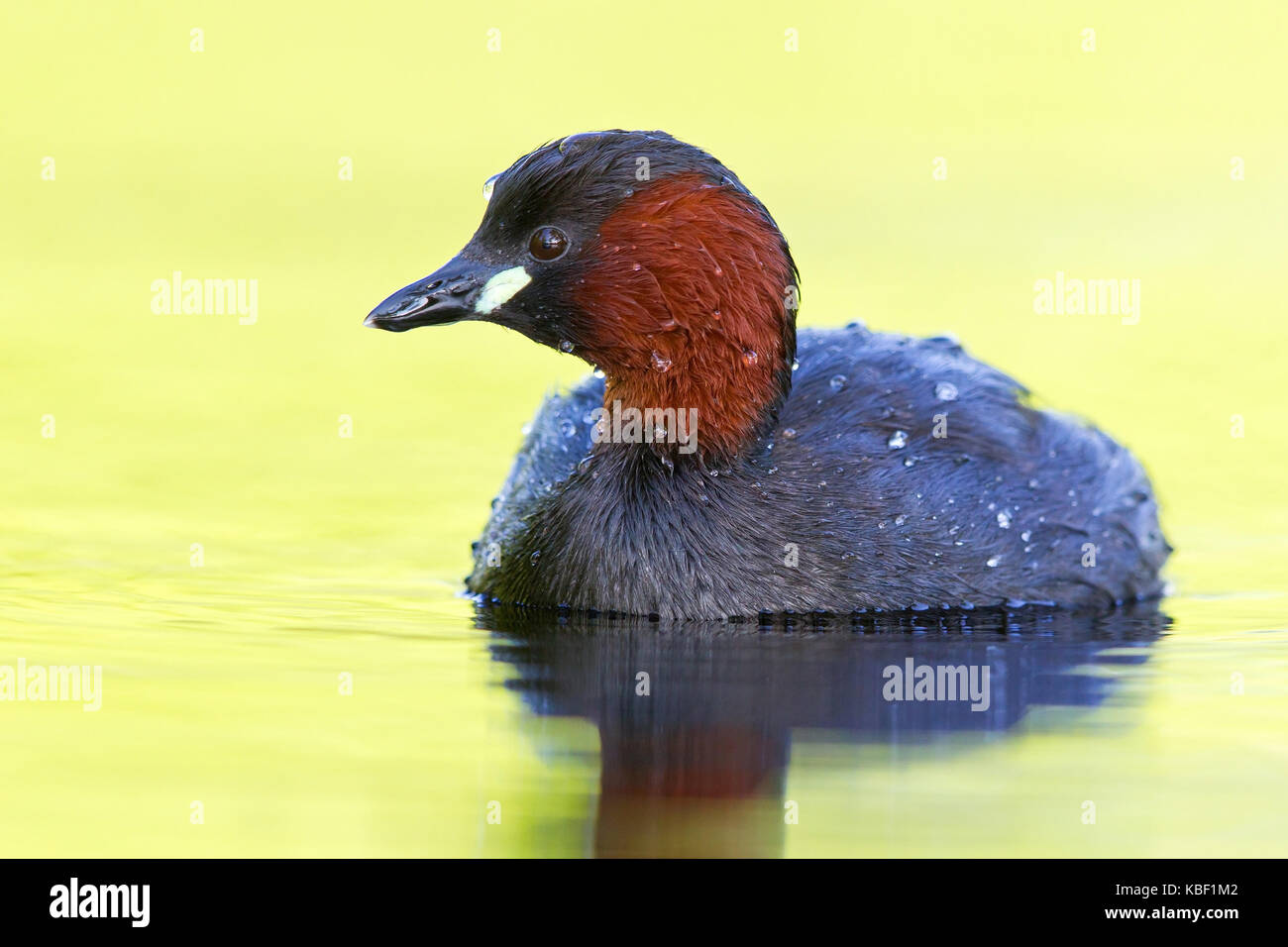 Midget Diver, podiceps ruficollis, Zwergtaucher, zwergtaucher Stockfoto