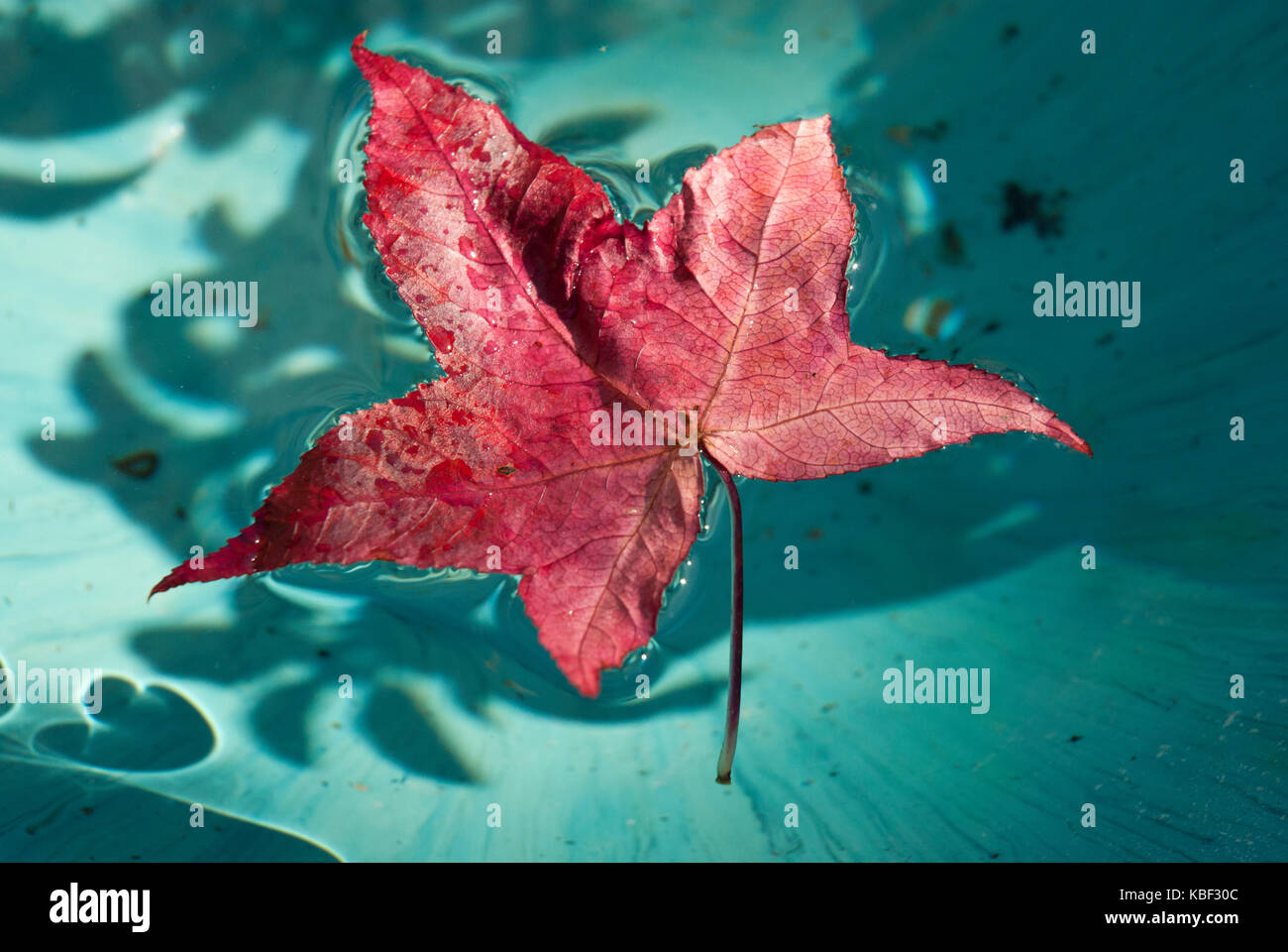 Herbst uk. Bright Red Leaf (Acer) im Herbst, schwimmend auf blauem Hintergrund mit Schatten von Laub. Stockfoto