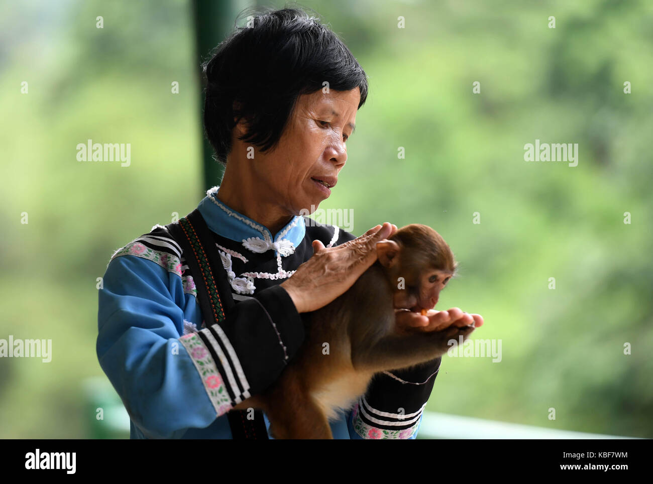 Long'an, China. 27 Sep, 2017. Pan Huifen untersucht den Körper eines Affen an longhu Mountain Nature Reserve im Long'an County, South China Guangxi Zhuang autonomen Region, Sept. 27, 2017. Pan Huifen, ein 61-jähriger Lokale in Langen' ein, arbeitet derzeit als Reiseleiter in Longhu Mountain Nature Reserve. Obwohl ihr Zuhause ist weit entfernt von dem malerischen Ort, sie verwendet diesen Bereich regelmäßig zu besuchen seit 1983 als ihr Ehemann in der Forstwirtschaft schutz Station dort arbeiteten. Quelle: Xinhua/Alamy leben Nachrichten Stockfoto