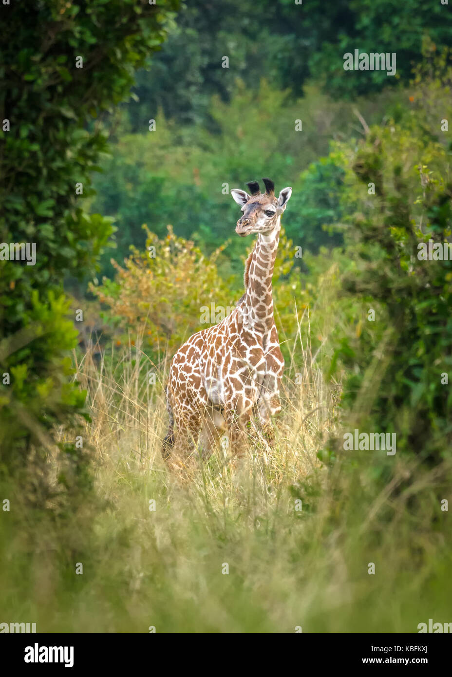 Eine Giraffe mit Kalb ist unter den Büschen in der Masai Mara, Kenia ausgeblendet Stockfoto