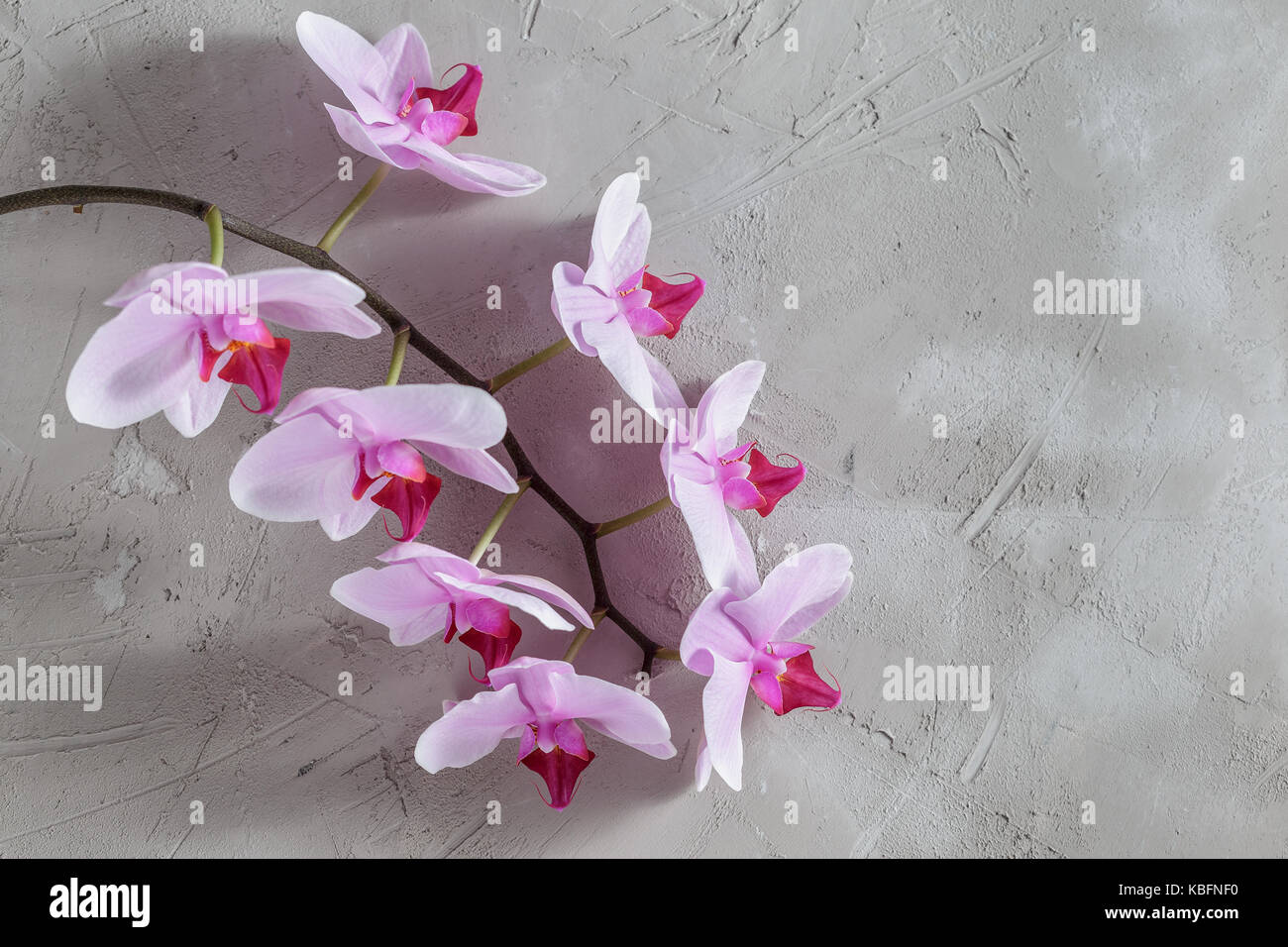Rosa Phalaenopsis Orchidee über grauer Beton Hintergrund Stockfoto
