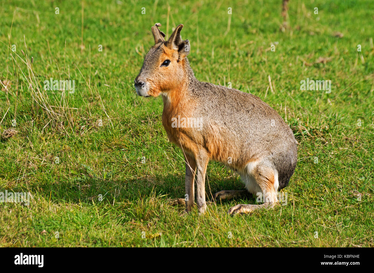 Patagonian Mara, Dolichotis Patagonum, Argentinien, Südamerika, Captive, Stockfoto