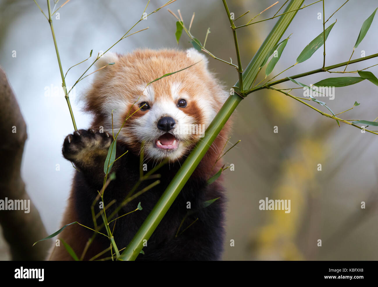 Kleiner Panda Stockfotos Und Bilder Kaufen Alamy