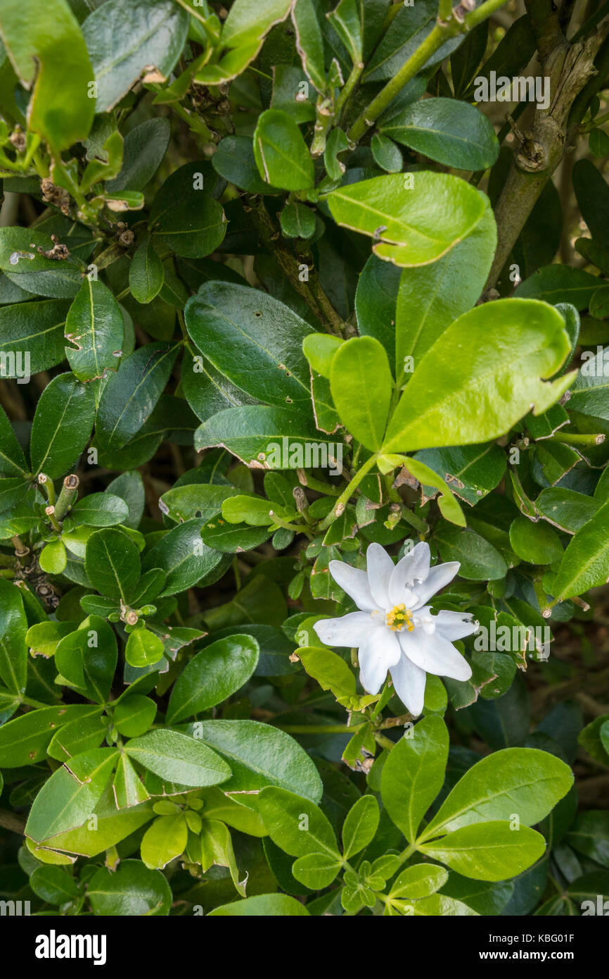 Einzelne weiße Blume auf Choicya Ternata immergrünen Strauch Stockfoto