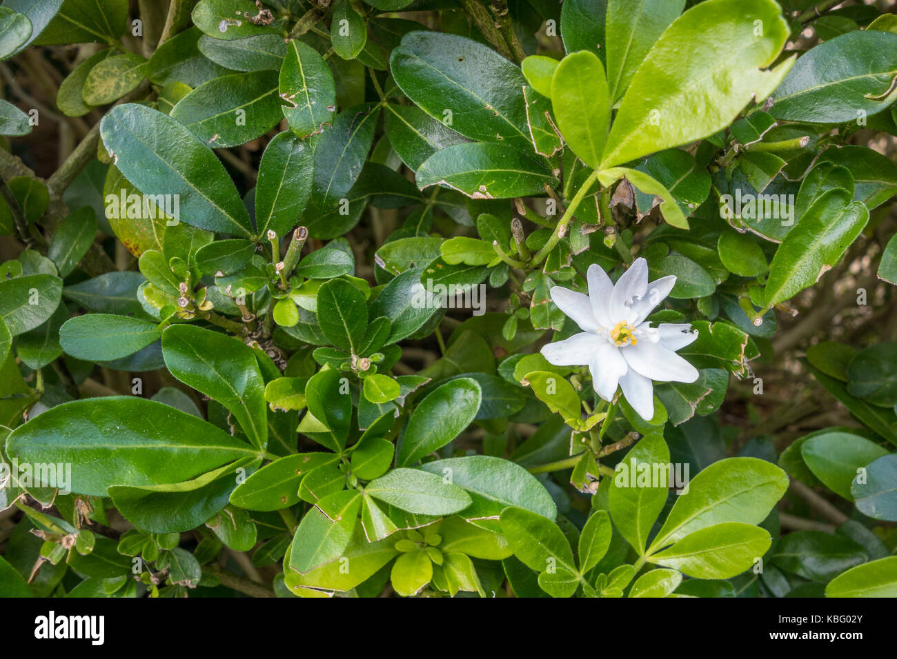 Einzelne weiße Blume auf Choicya Ternata immergrünen Strauch Stockfoto