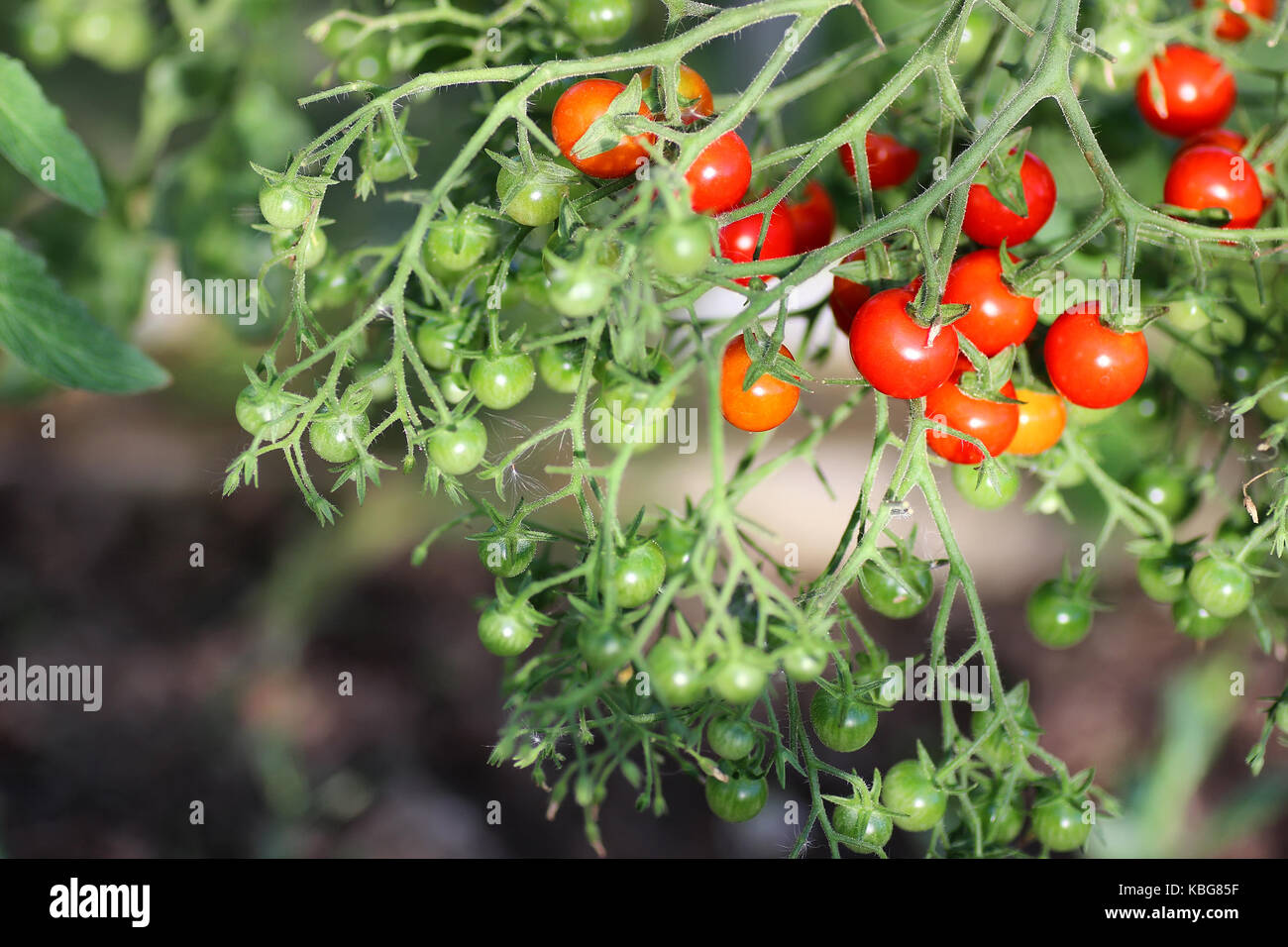 Tomaten am Zweig Erntegut Stockfoto