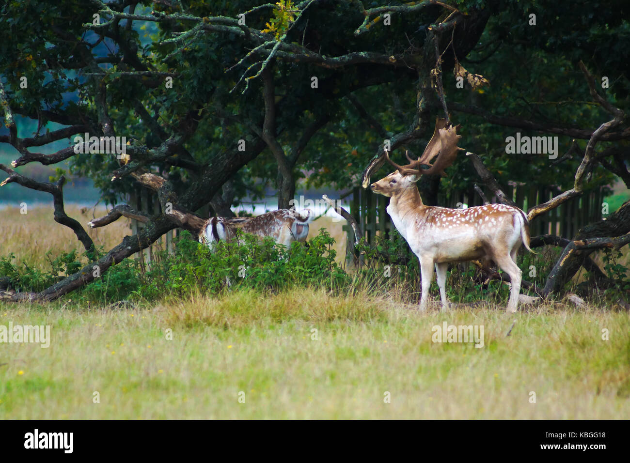 Ein Hirsch steht stolz bei Powderham in Großbritannien Stockfoto