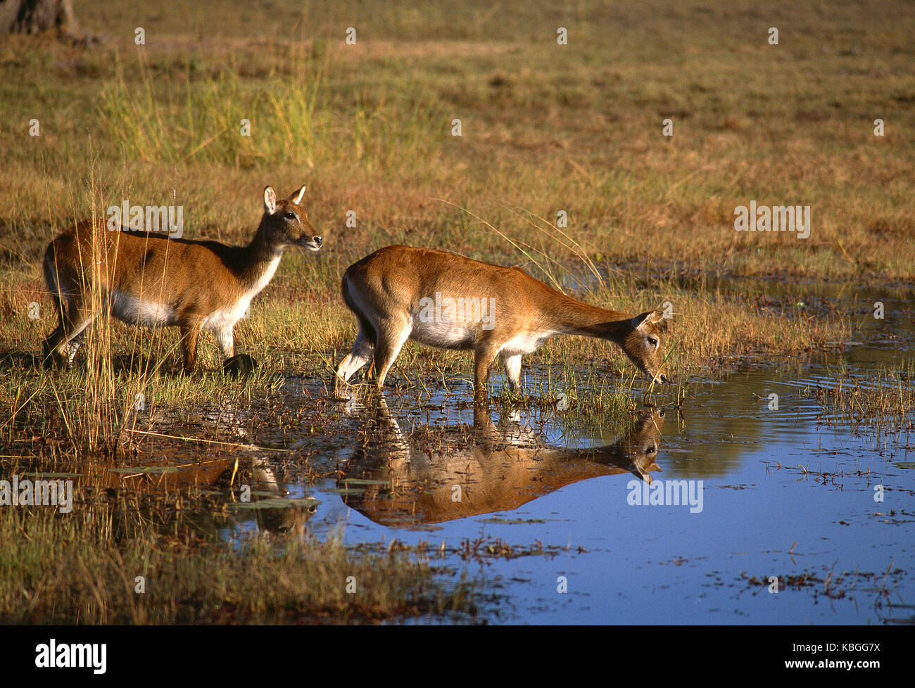 Afrika. Botswana. Tierwelt. Zwei rote Litschi Antilopen am Wasserloch. Stockfoto