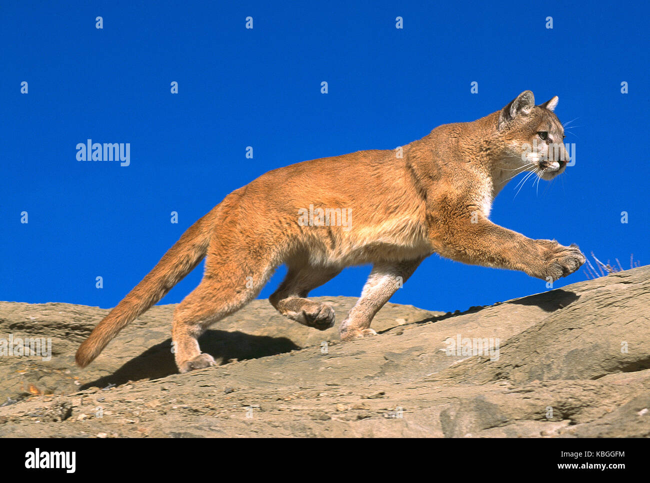 USA. Montana. Tierwelt. Mountain Lion. Stockfoto